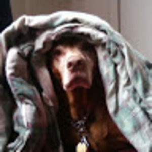 Meet your Posher, Kirk